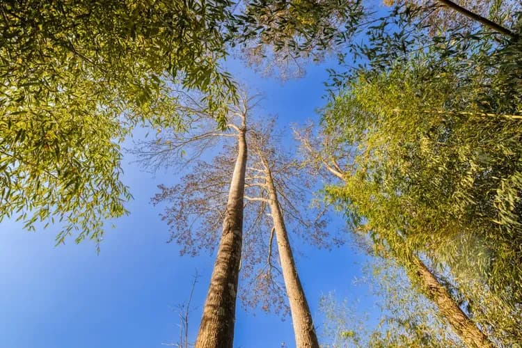 Grow Tree Glamping-17