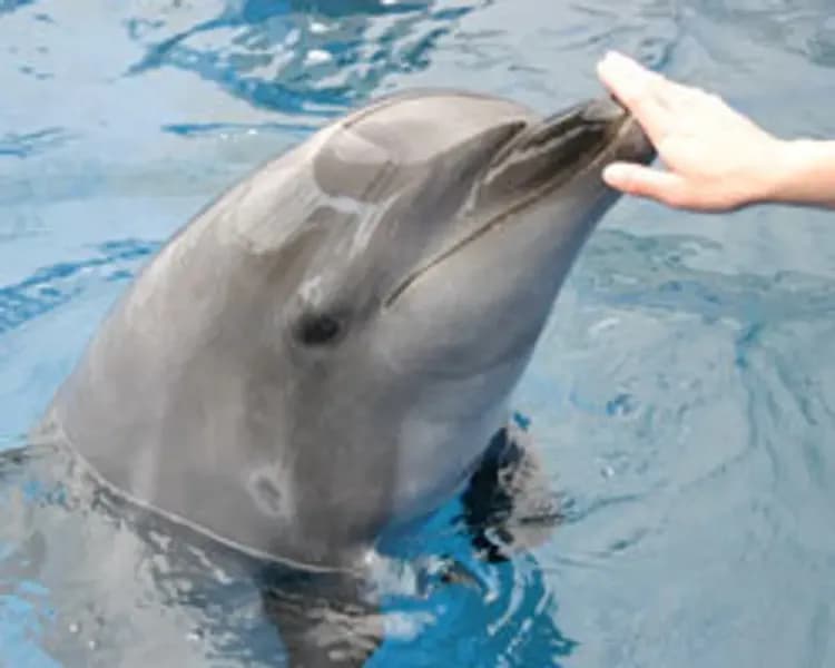 別府溫泉 海濱旅館 美松 大江亭｜別府站步行12分-13