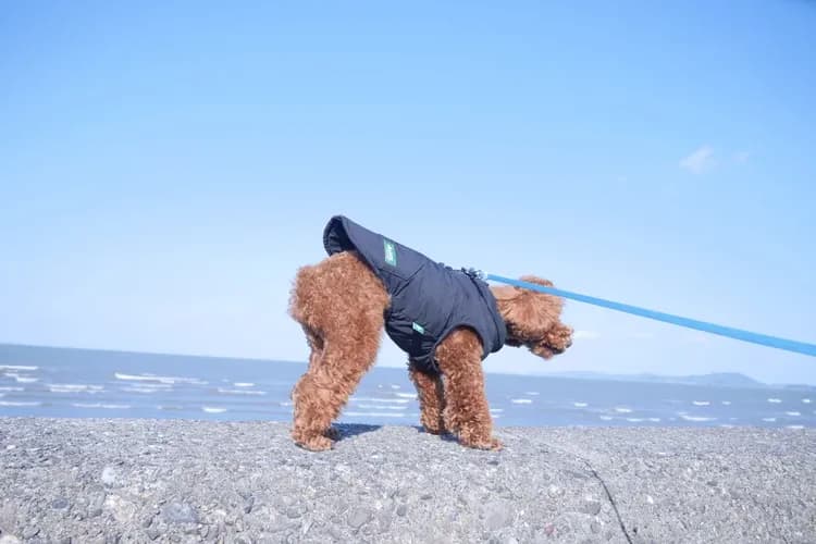 +FINO RESORT VILLA-20