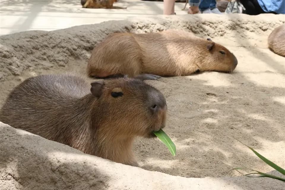 神戶動物王國