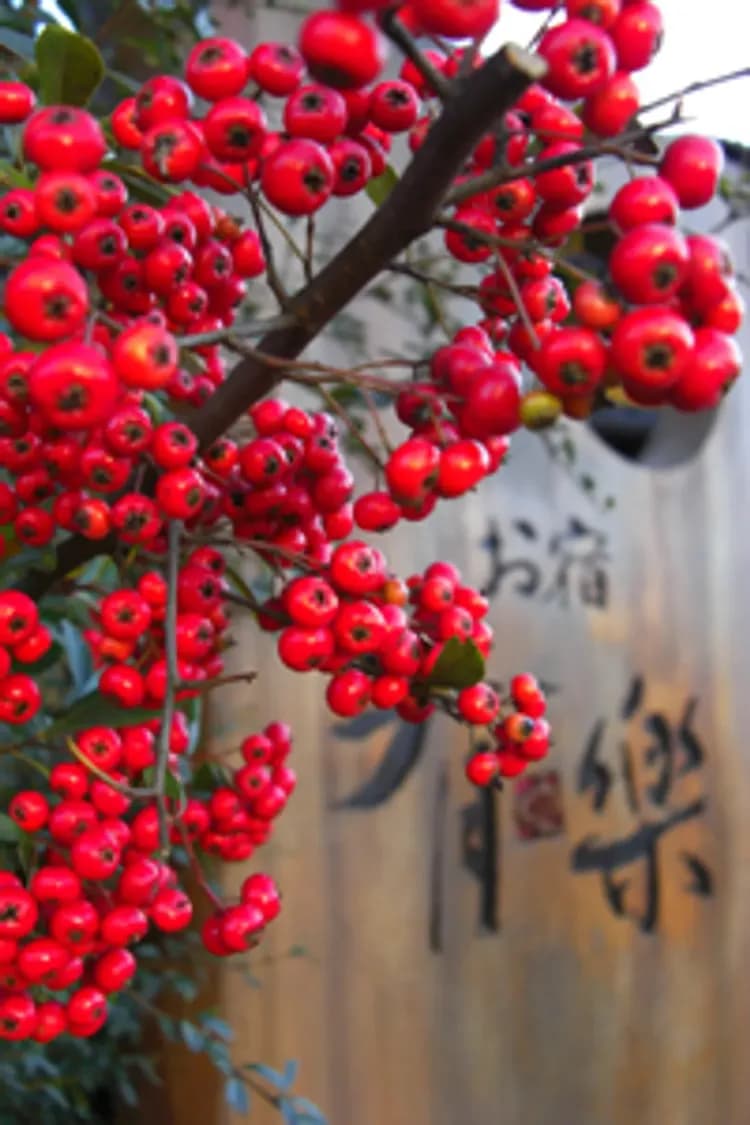 由布院溫泉 御宿 有樂｜JR由布院站步行8分/近金鱗湖-9