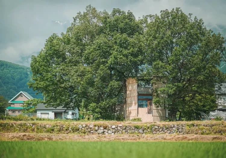 木に囲まれたツリーハウスのような外観