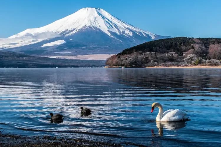 【東京旅遊】富士山五合目、箱根鐵道黃金路線、小田原天守閣、江之島神社、新宿都廳、螃蟹雙湯五日、保住東京巨蛋飯店