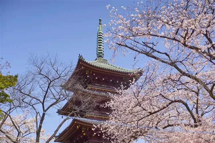 【漫遊東京二日自由活動】富士山景觀纜車、大石公園、忍野八海、淺草寺五日、每房贈一台WIFI機、高雄來回