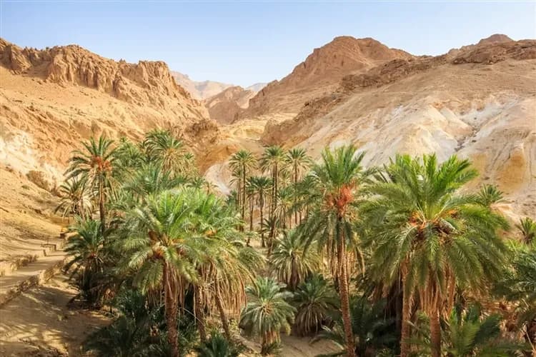 【突尼西亞旅遊10日】綠洲吉普車、吉特利鹽湖、撒哈拉沙漠、夜宿沙漠帳篷旅館-9