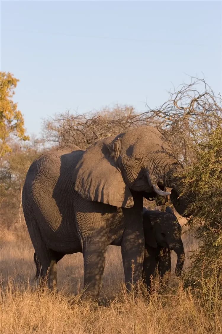 【肯亞旅遊10日】甜水保護區、阿布岱爾、奈瓦夏湖、地獄門、馬賽馬拉保護區-7