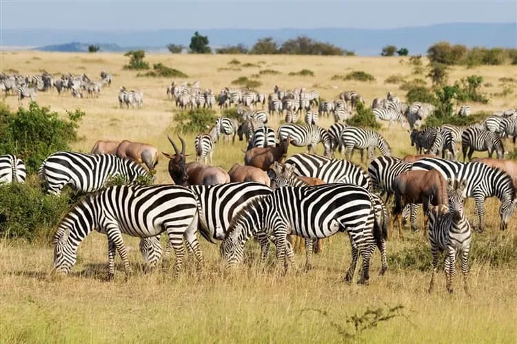 【肯亞旅遊10日】甜水保護區、阿布岱爾、奈瓦夏湖、地獄門、馬賽馬拉保護區-5