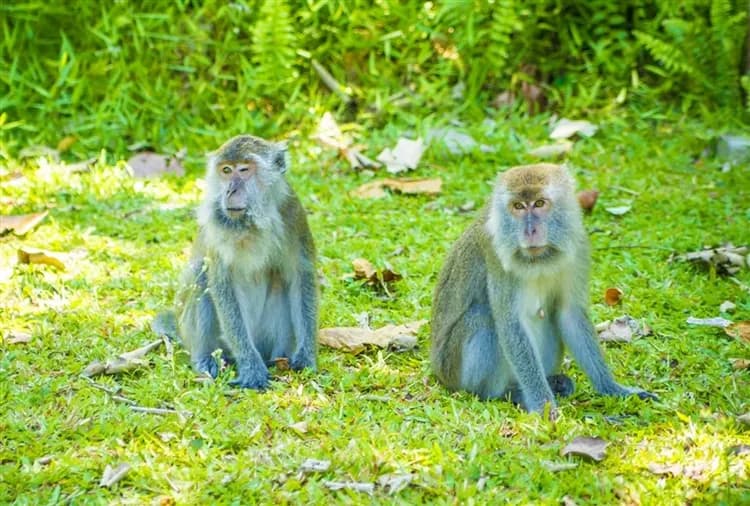 【玩樂369汶萊.古晉旅遊】巴哥國家公園、風洞、砂拉越文化村、水上人家、長鼻猴生態、無自理餐8日-5