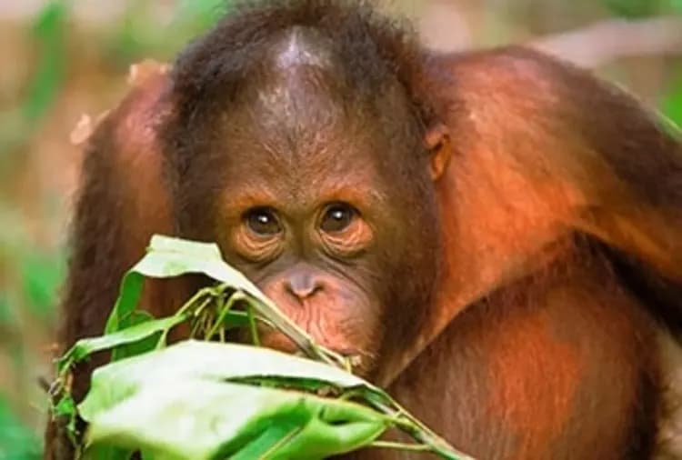 【玩樂369汶萊.古晉旅遊】巴哥國家公園、風洞、砂拉越文化村、水上人家、長鼻猴生態、無自理餐8日-11