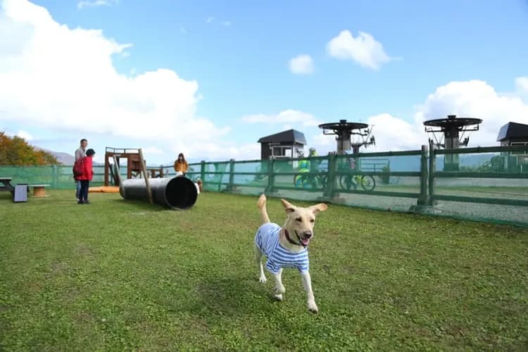 白馬 旅籠丸八｜近白馬岩岳滑雪場/寵物犬同住OK/白馬站開車10分-8