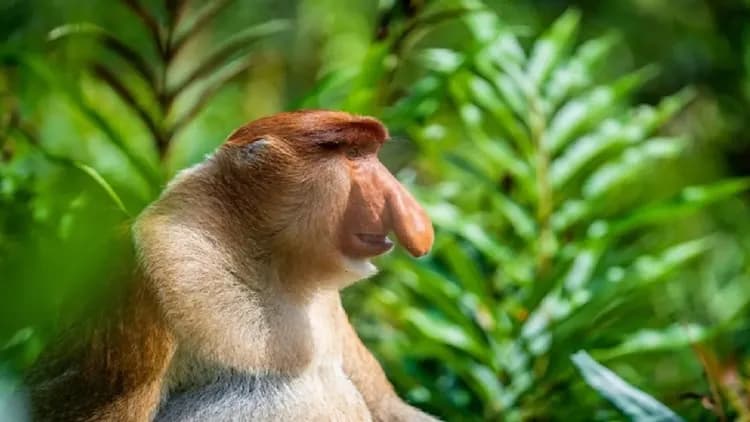 【汶萊旅遊】水上人家、長鼻猴雨林生態、詩里亞油田、帝國下午茶5日-7