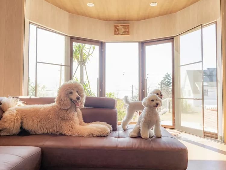 ・【リビング】室内でのペットの移動はフリー！ソファで愛犬と一緒に寛げます