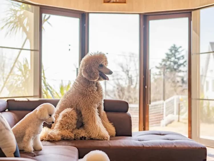 ・【リビング】ドッグランでたくさん遊んだあとはお家でリラックス。ワンちゃんものんびり過ごせます