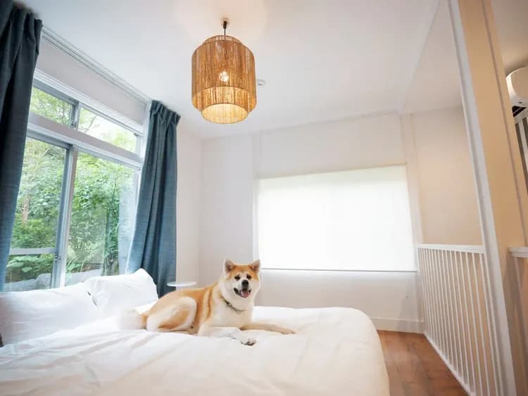 ・【ペット】愛犬をお留守番させることなく、一緒にお出かけしませんか