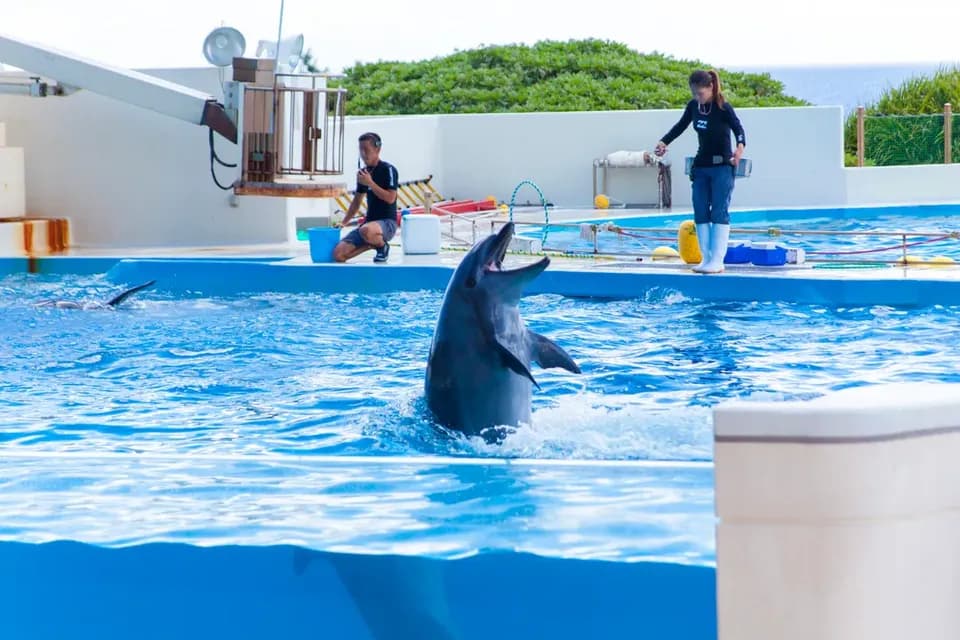 【沖繩一日遊】美麗海水族館+古宇利島+御菓子御殿+萬座毛+美國村 美之島觀光巴士一日遊(C路線)｜日/英文領隊＋語音導覽-1