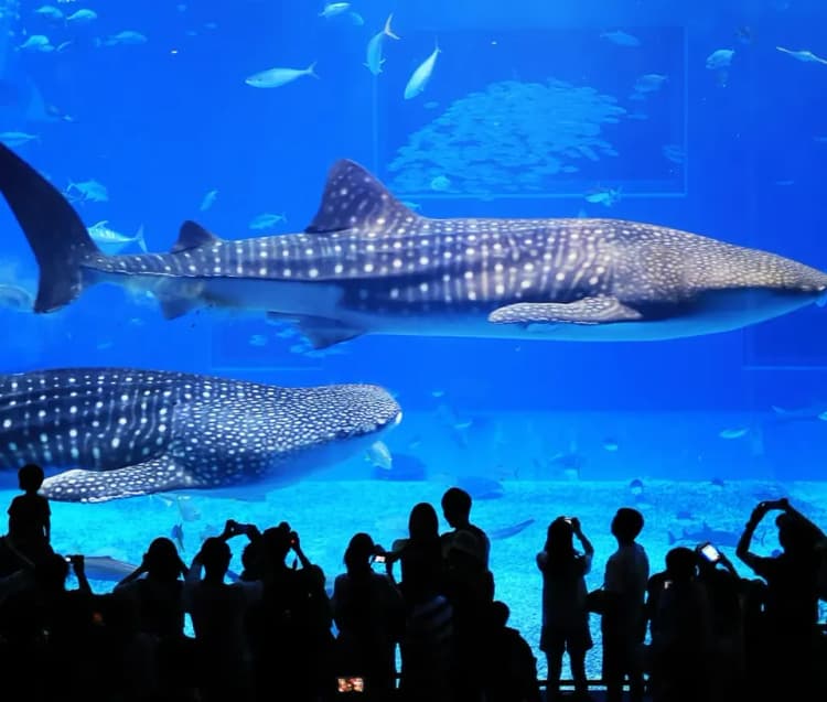 【沖繩一日遊】美麗海水族館．古宇利島．萬座毛．美國村