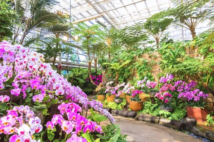 【沖繩一日遊】熱帶植物園+古宇利島海灘+御菓子御殿+萬座毛+美國村 美之島北部一日觀光巴士(D路線)｜多國語音解說-7