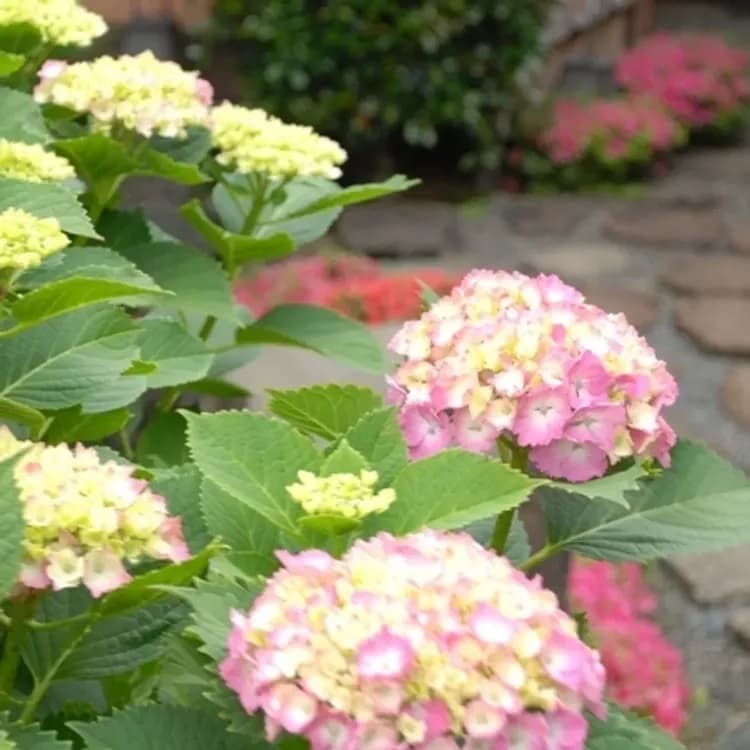 石亭飯店 熱海｜熱海溫泉-17