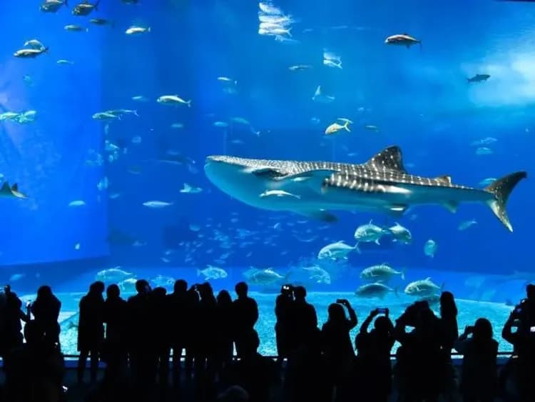 【KHH沖繩超值選】美麗海水族館、湛藍古宇利島、瀨長島屋台村、銀河半潛艇四日