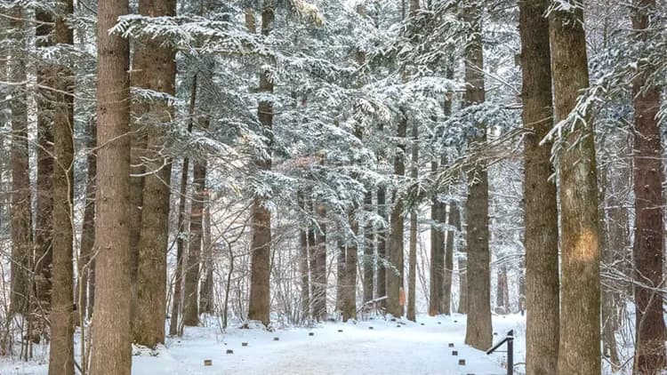 《鬼怪》取景地—月精寺杉松林