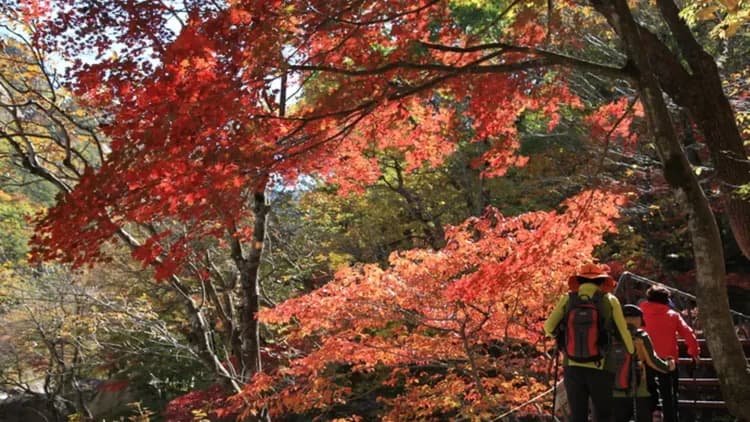 雪嶽山國立公園賞楓