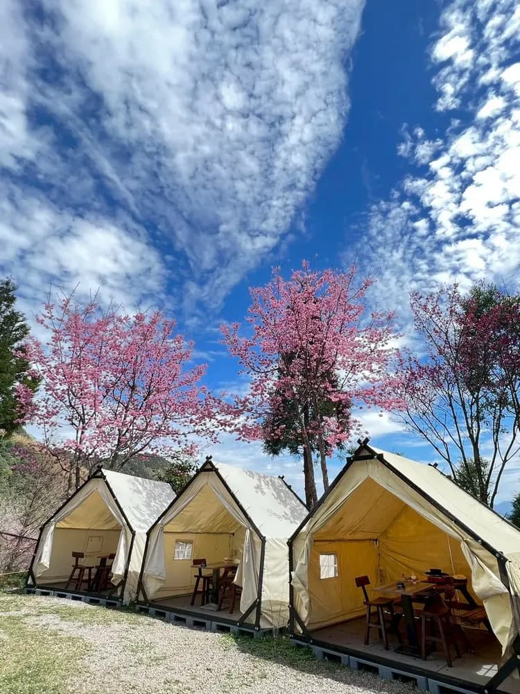 貝德拉蔓露營區 | 一泊三食豪華露營、寵物友善-17