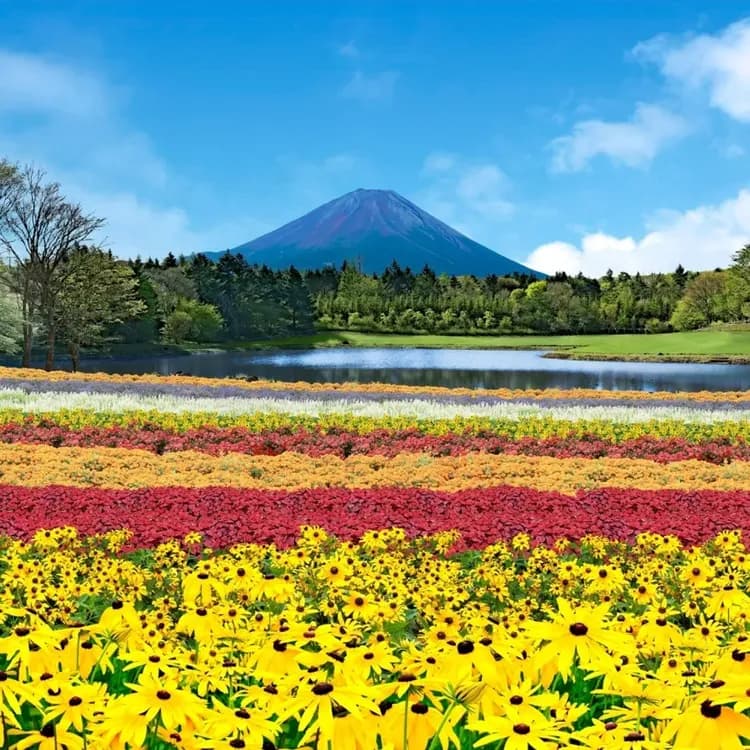 【東京旅遊6日 高雄來回】河口湖富士山、輕井澤、伊香保、小諸城址、川越古街、淺草寺、和牛美食、溫泉雙湯