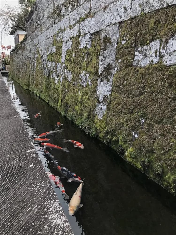 南北九州|保住宮崎喜來登.搭乘旅人列車品嘗梅枝餅.高千穗峽.霧島神宮.柳川遊船.由布院.兩晚溫泉五日-8