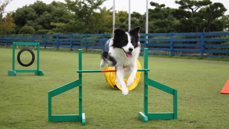 オリビアン小豆島　夕陽ヶ丘ホテル-8