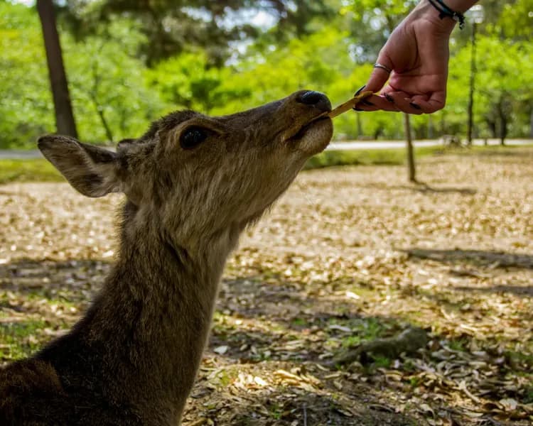 【奈良半日遊】英語導覽觀光巴士「Perfect Nara Park Tour」｜英文導覽/ 含鹿仙貝費-7