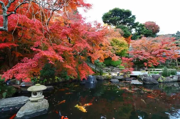 【深秋又楓紅5日】有馬溫泉老街、箕面國家公園、京阪古都秘境、長腳蟹吃到飽