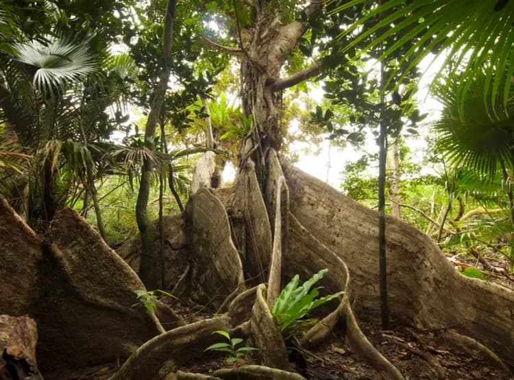 【星野集團】西表島飯店｜上原港口免費接駁車搭乘10分-12