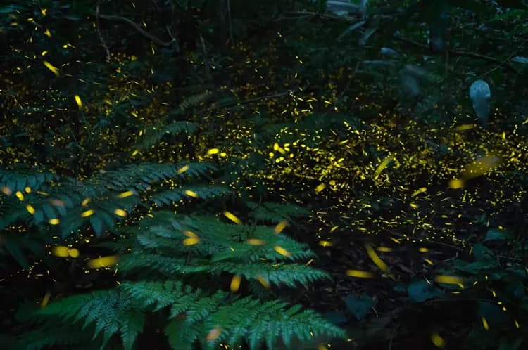 【星野集團】西表島飯店｜上原港口免費接駁車搭乘10分-7