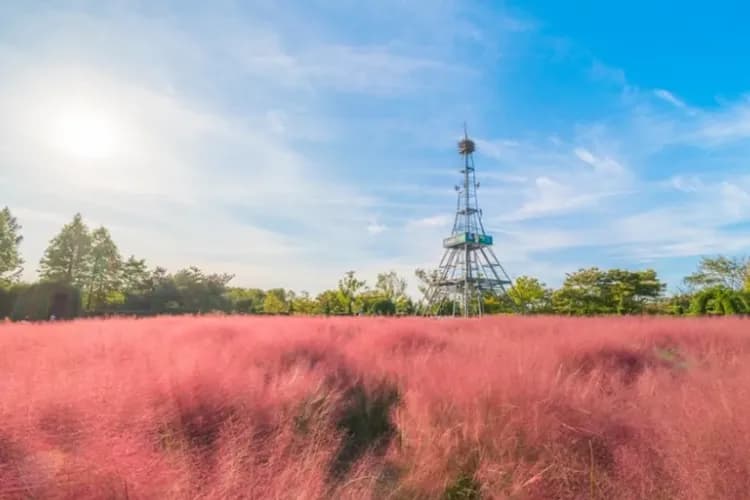 夢想公園 - 粉黛亂子草