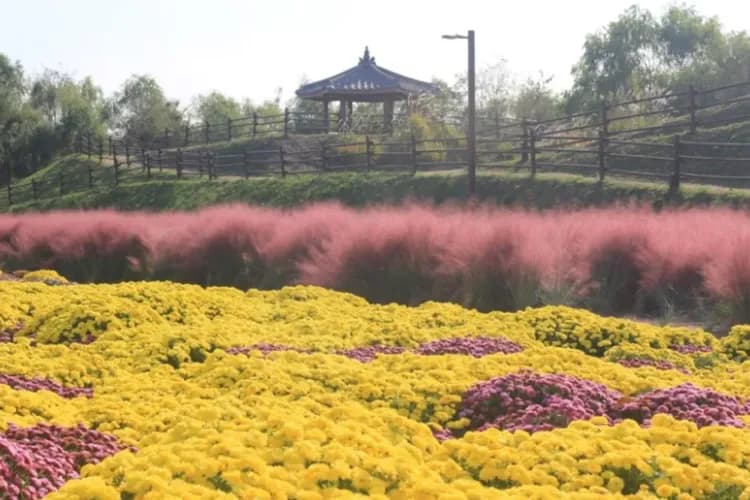 夢想公園 - 粉黛亂子草