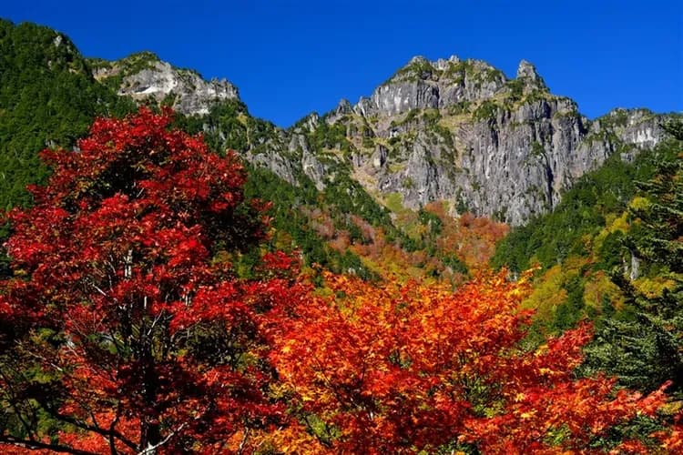 北陸好食在｜台灣虎航｜御在所樹冰.伊勢神宮.伊勢龍蝦餐.夢幻合掌村.採草莓.鰻魚三吃.白川鄉住一晚六日|高雄來回