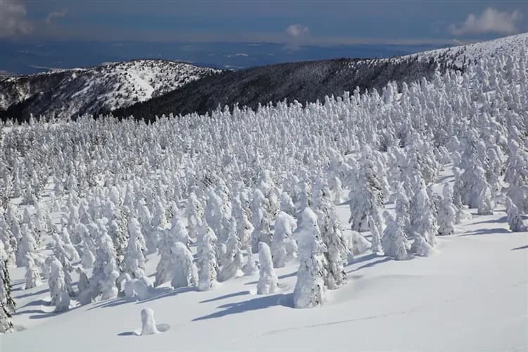 【東北旅遊5日】銀山溫泉街、藏王樹冰纜車、狐狸村、會津若松城、大內宿、豬苗代湖、松島遊船、山形牛餐溫泉