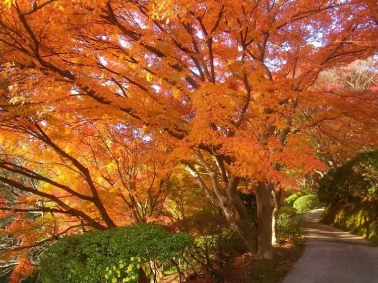 【九州紅葉大賞5日】櫻島戀篤姬、湯布院熊本城、柳川扁舟搖船、門司港懷舊旅行