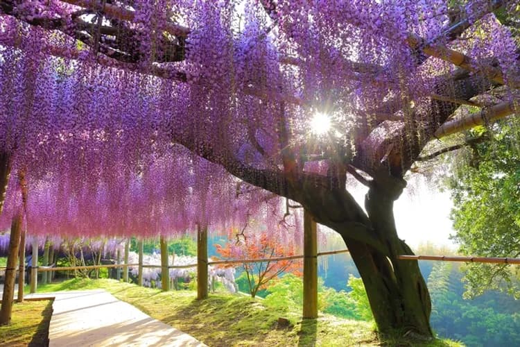 【紫藤九州5日 河內藤園紫藤花】高雄直飛、粉蝶花限定、南阿蘇鐵道、湯布院-金鱗湖、上色見熊野座神社、溫泉