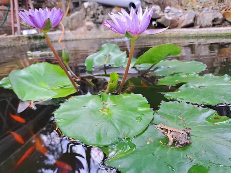 A Dream in Sun Moon Lake-7