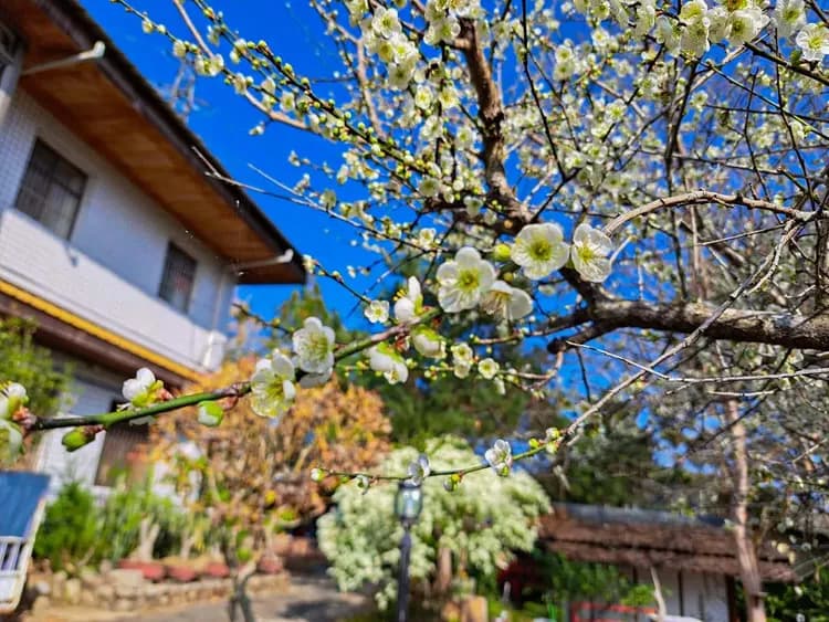 A Dream in Sun Moon Lake-10