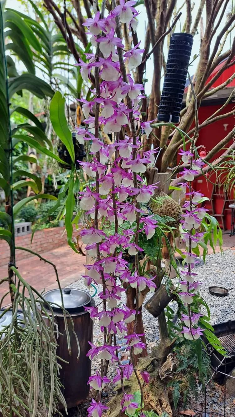 A Dream in Sun Moon Lake-14