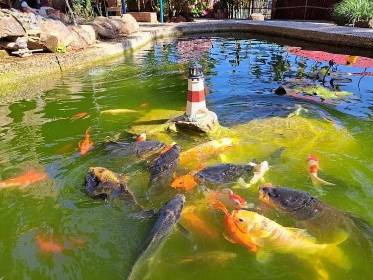 A Dream in Sun Moon Lake-8