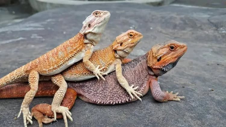 A Dream in Sun Moon Lake-9