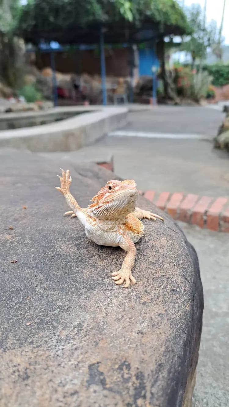 A Dream in Sun Moon Lake-12