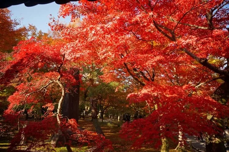 【趣賞楓大阪】樂桃關西～賞楓名所東福寺、平等院、奈良東大寺、清水寺、伏見稻荷大社、和牛排燒肉六日、一日自由活動｜高雄來回