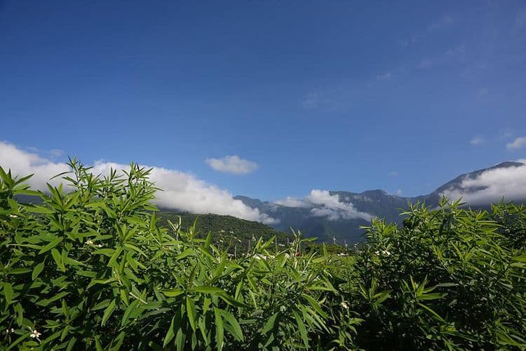 Dahua Ziwei B&B | Can accommodate 12 people in a private room in Hualien | Pastoral leisurely forest life-10