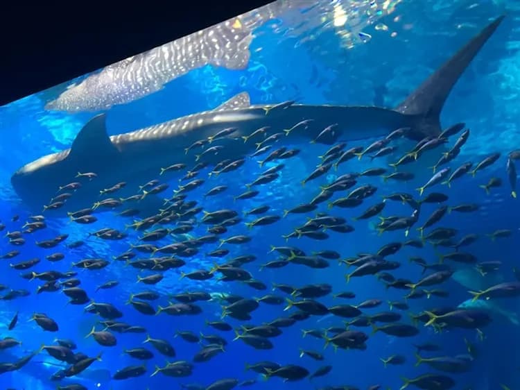 【輕鬆自由 沖繩旅遊4日】波之上神宮祈福、系滿魚市嚐鮮、時尚購物中心、海洋博物館-海豚秀