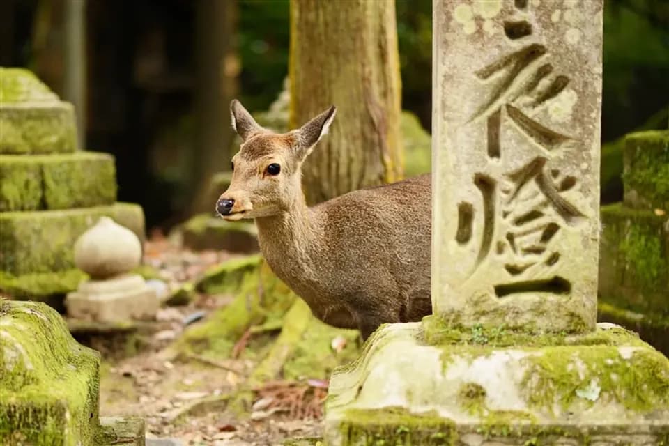 【省最大大阪旅遊5日 高雄來回】京阪神奈-奈良東大寺、梅花鹿公園、嵐山渡月橋、北野異人館街、黑門市場、日本環球影城-4