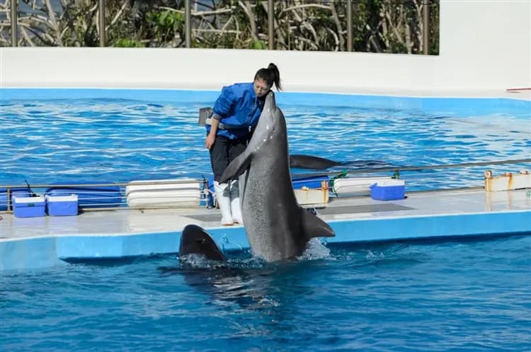 【旅展優惠 悠閒漫遊北谷町4日】美麗海水族館、波之上神宮、OUTLET購物、不進免稅店